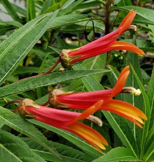 Lobelia aguana, Lobelia aguana